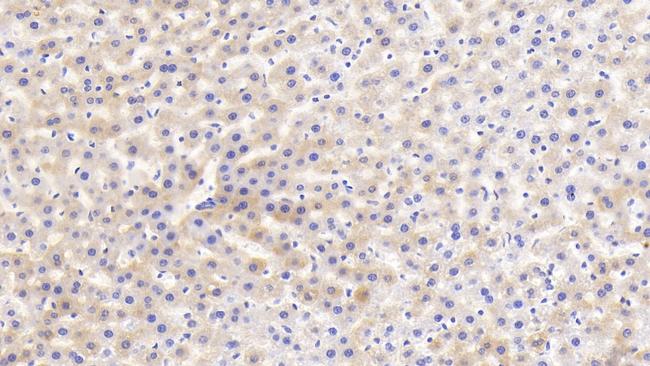 HRG Antibody in Immunohistochemistry (Paraffin) (IHC (P))