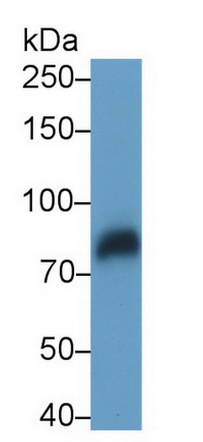 LRP1 Antibody in Western Blot (WB)