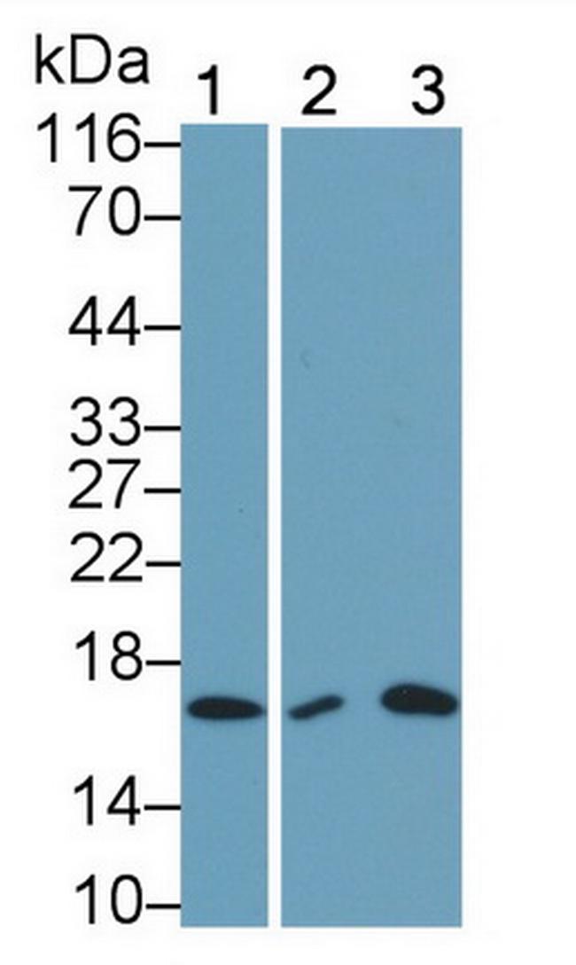 IL-5 Antibody in Western Blot (WB)