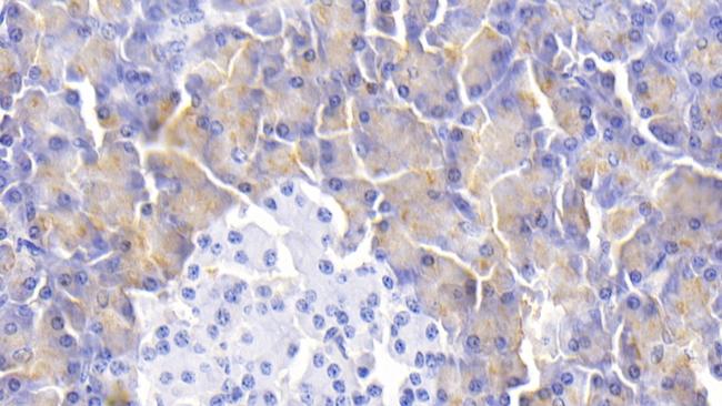 alpha Amylase 1 Antibody in Immunohistochemistry (Paraffin) (IHC (P))