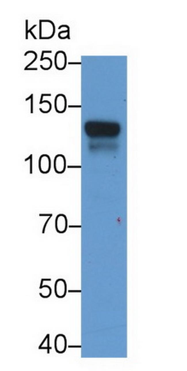 Jagged1 Antibody in Western Blot (WB)