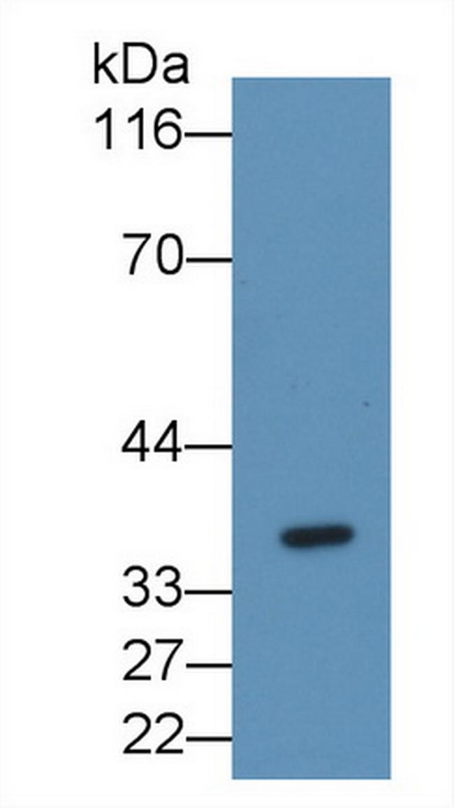 FGL1 Antibody in Western Blot (WB)