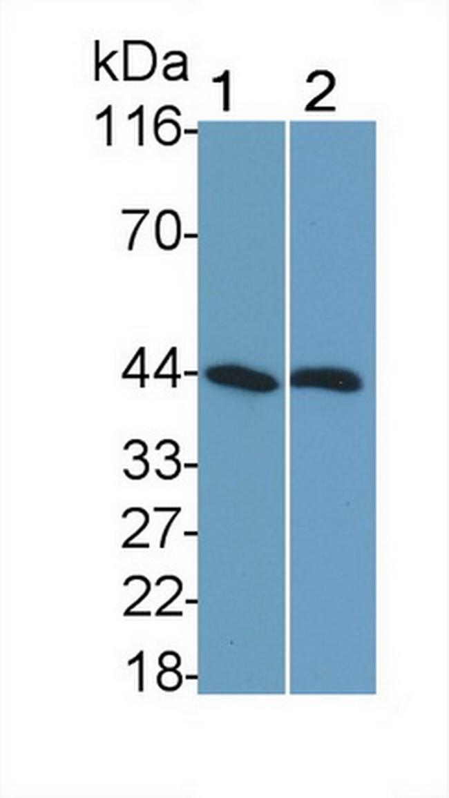 SHBG Antibody in Western Blot (WB)