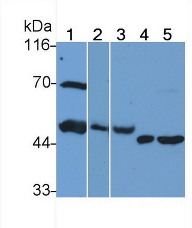 HPa1 Antibody in Western Blot (WB)