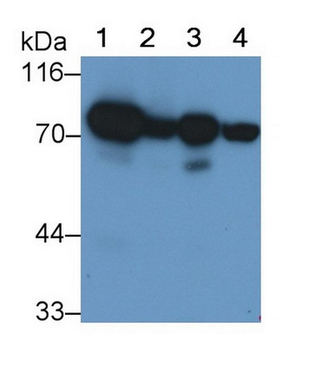 SDHA Antibody in Western Blot (WB)