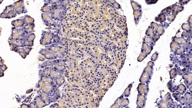 CCK Antibody in Immunohistochemistry (Paraffin) (IHC (P))