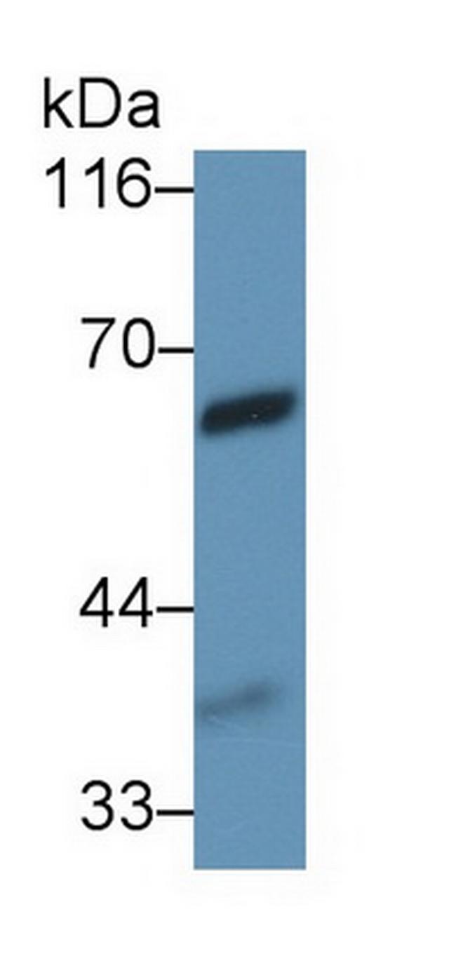 VNN1 Antibody in Western Blot (WB)