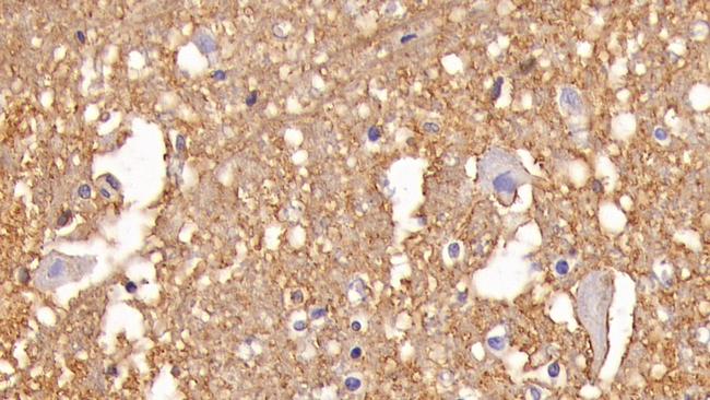 Aquaporin 4 Antibody in Immunohistochemistry (Paraffin) (IHC (P))