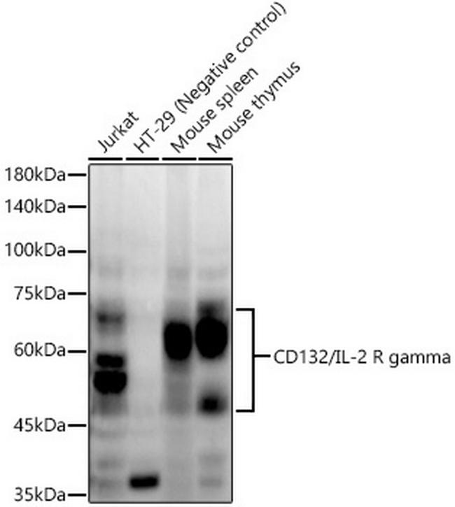 IL2RG Antibody in Western Blot (WB)