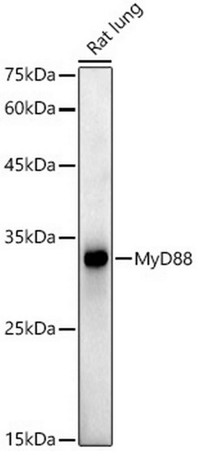 MyD88 Antibody in Western Blot (WB)