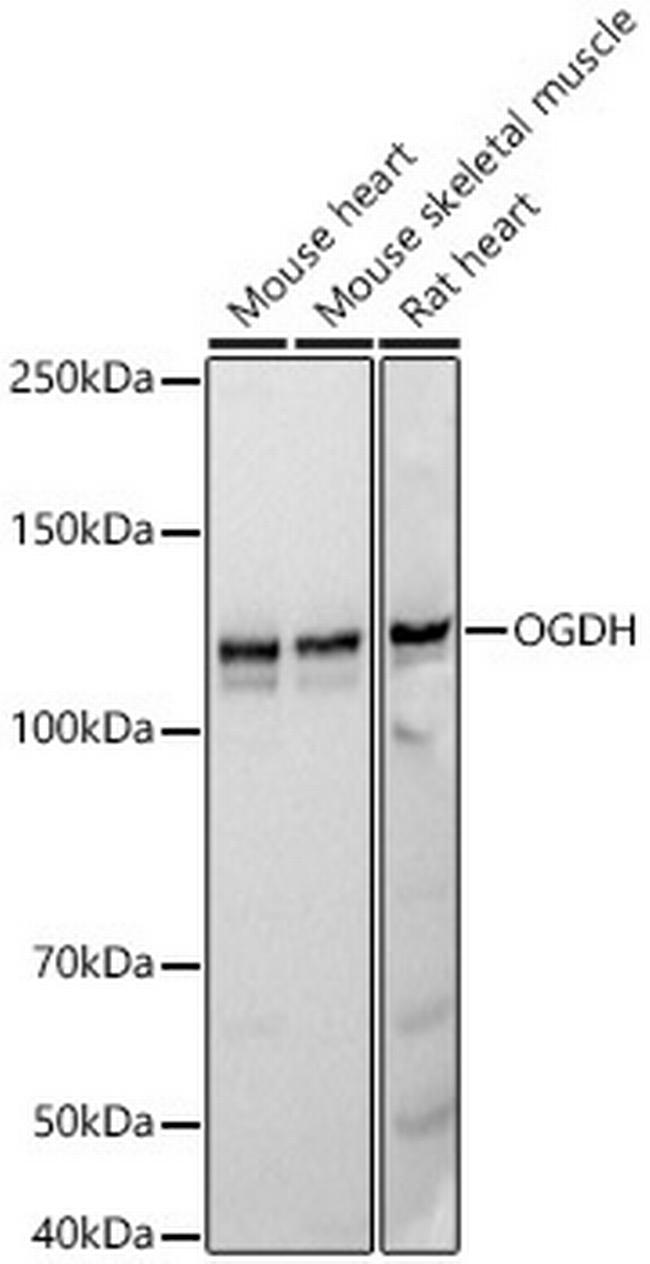 OGDH Antibody in Western Blot (WB)