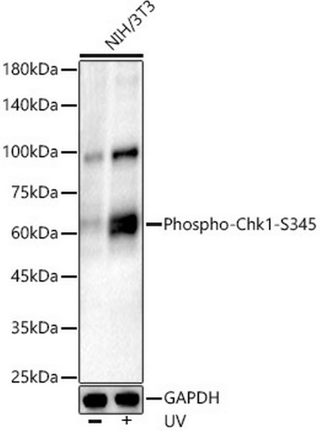 Phospho-Chk1 (Ser345) Antibody in Western Blot (WB)