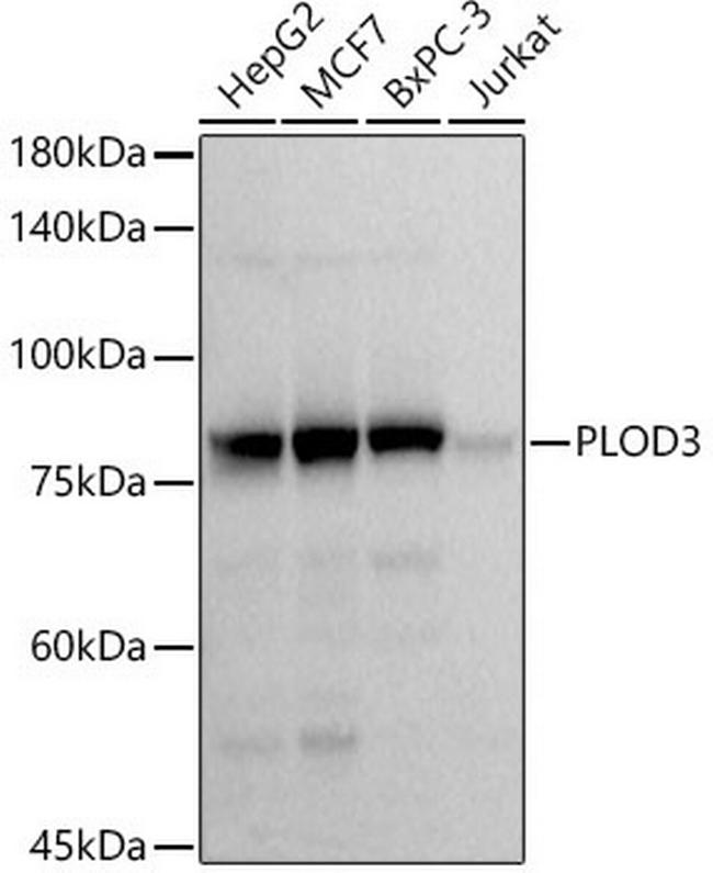 PLOD3 Antibody in Western Blot (WB)