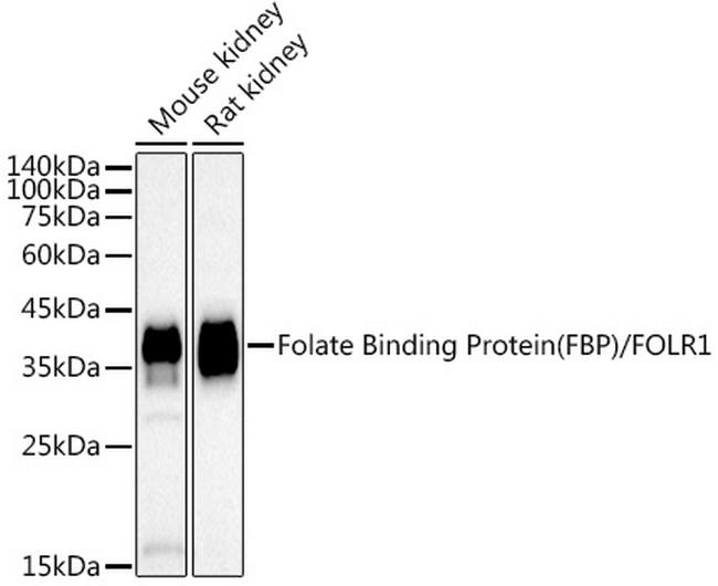 Folate Receptor alpha Antibody in Western Blot (WB)