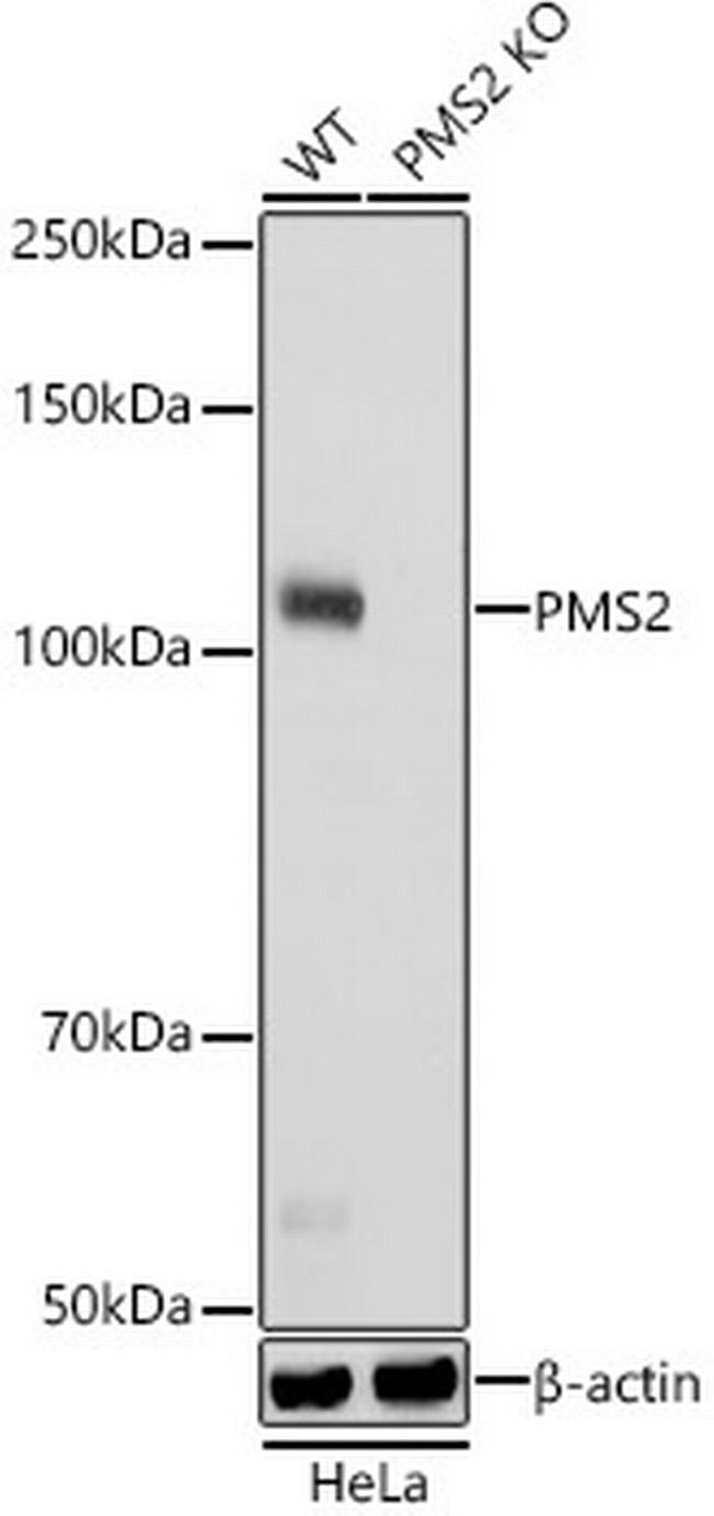 PMS2 Antibody in Western Blot (WB)