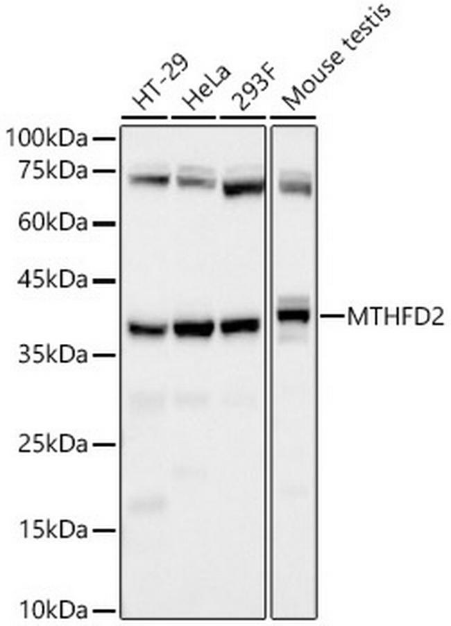 MTHFD2 Antibody in Western Blot (WB)