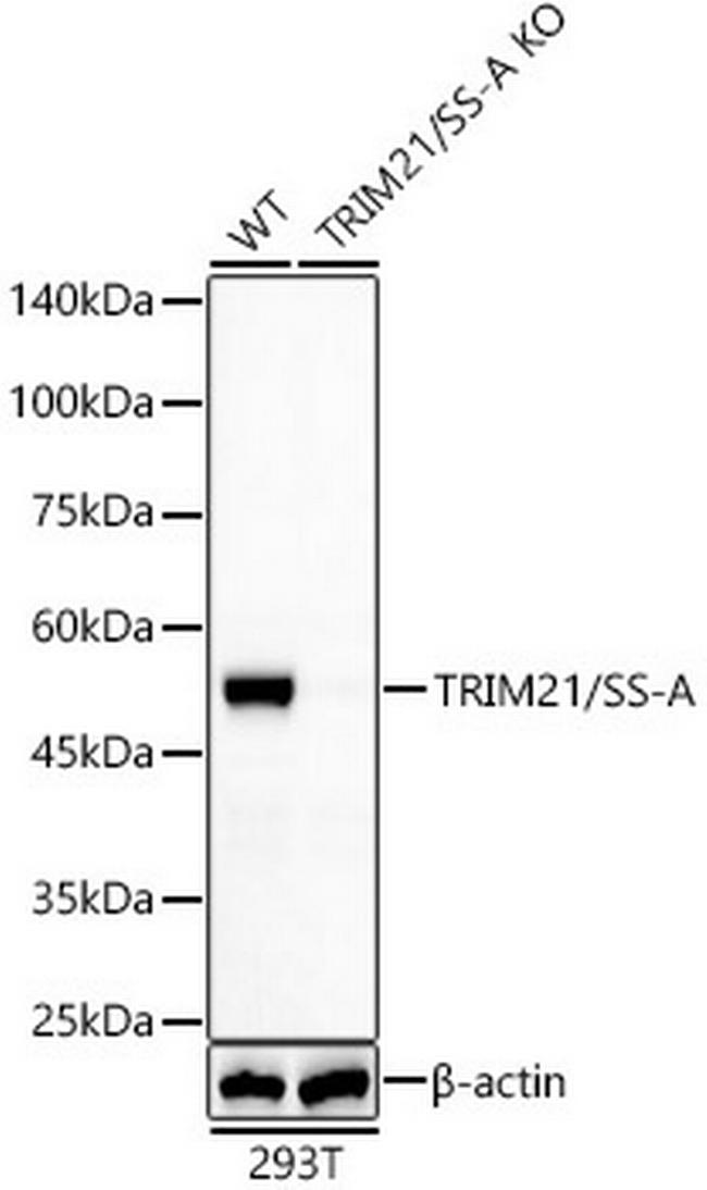 TRIM21 Antibody in Western Blot (WB)