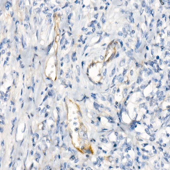 eNOS Antibody in Immunohistochemistry (Paraffin) (IHC (P))