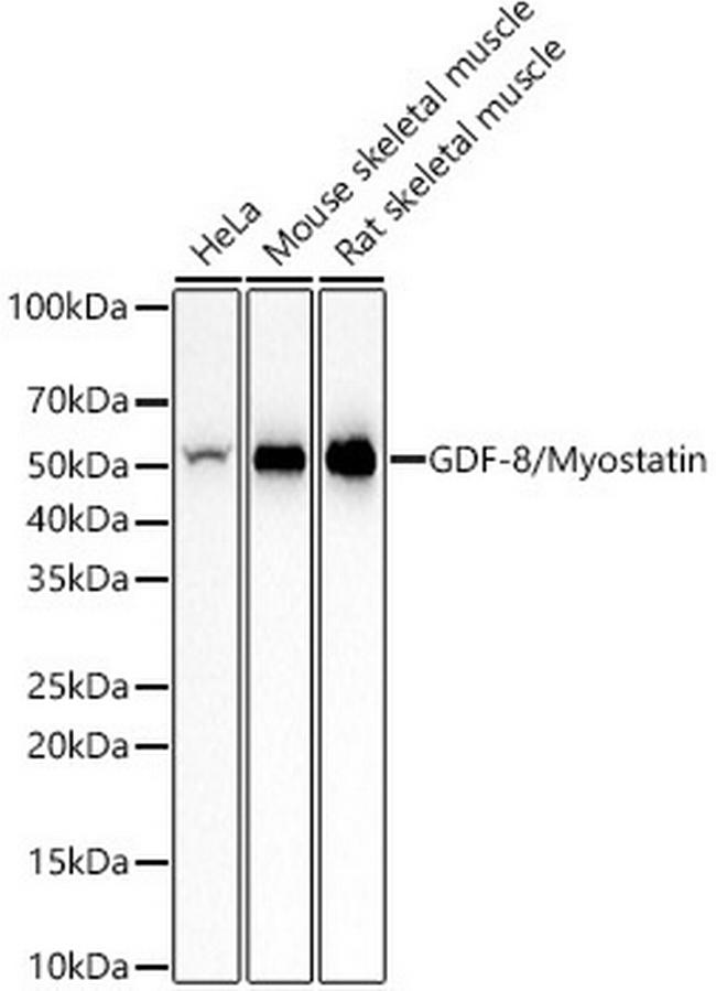 Myostatin Antibody in Western Blot (WB)