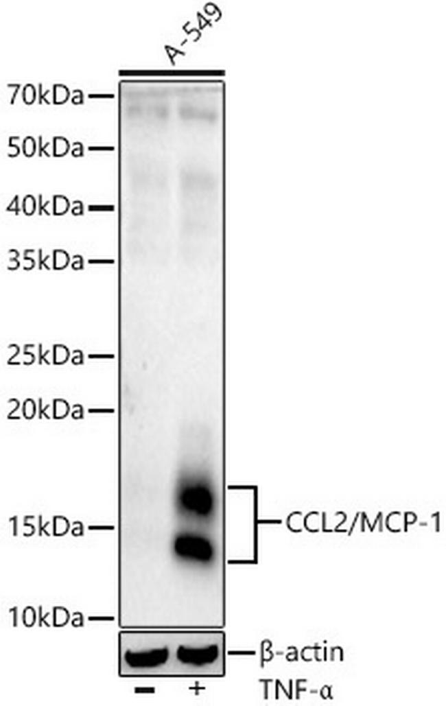 MCP-1 Antibody in Western Blot (WB)