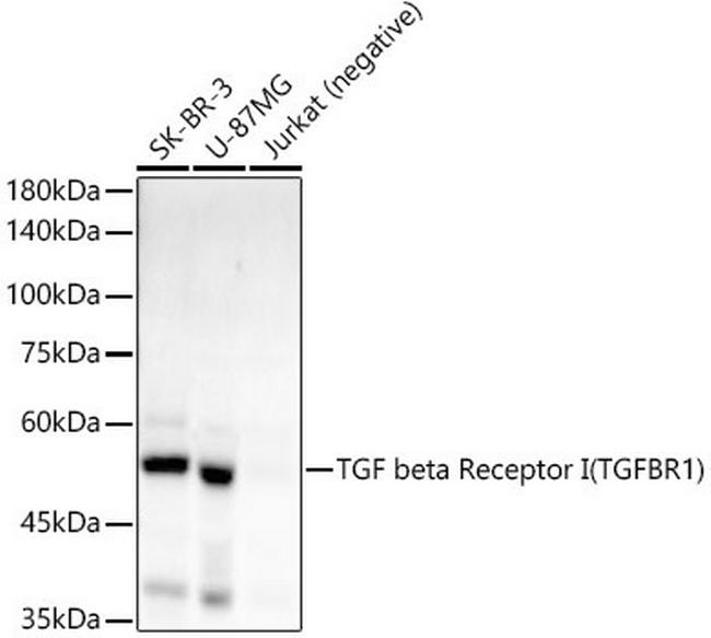 TGFBR1 Antibody in Western Blot (WB)