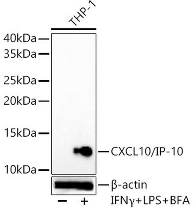 CXCL10 Antibody in Western Blot (WB)