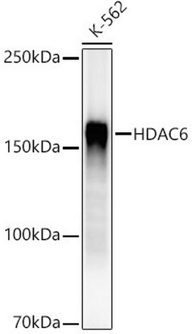 HDAC6 Antibody in Western Blot (WB)