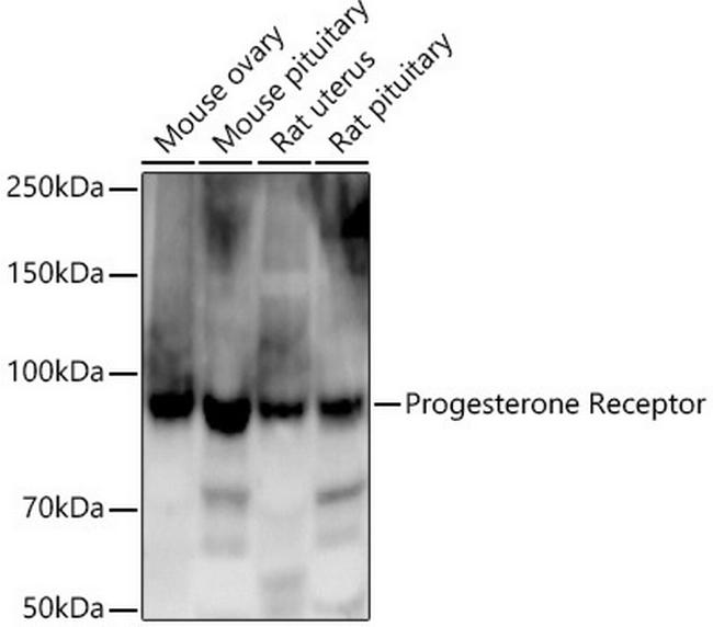 Progesterone Receptor Antibody in Western Blot (WB)