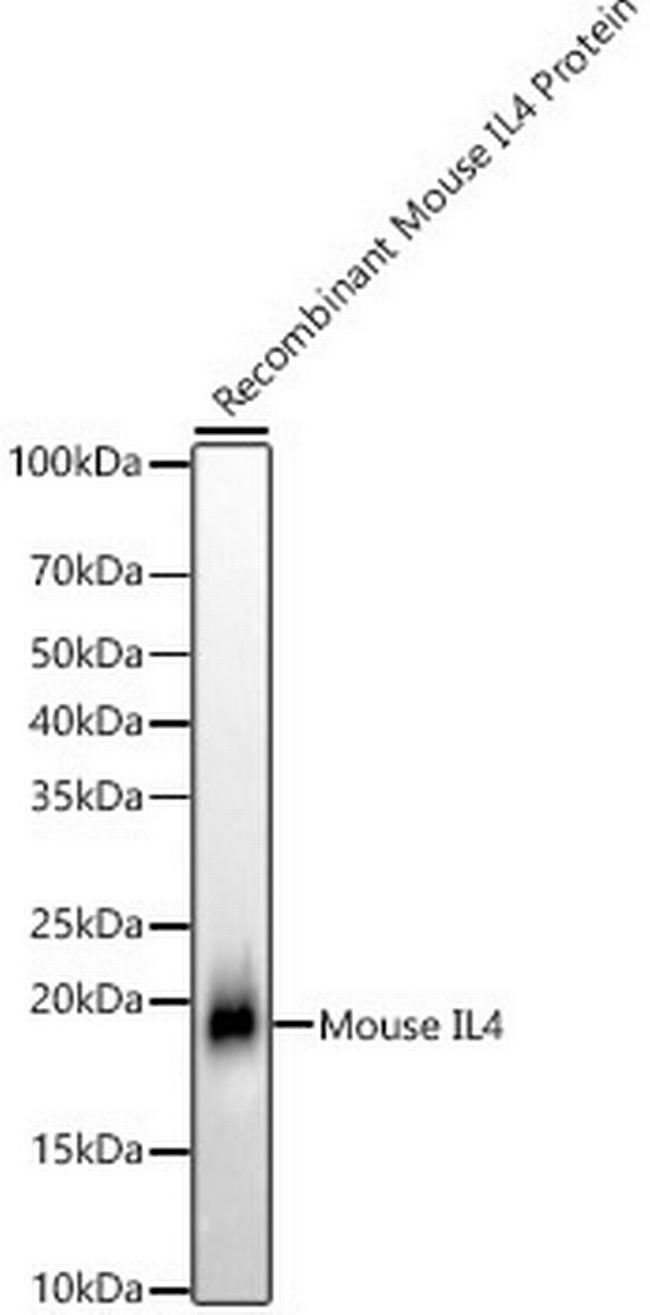 IL-4 Antibody in Western Blot (WB)