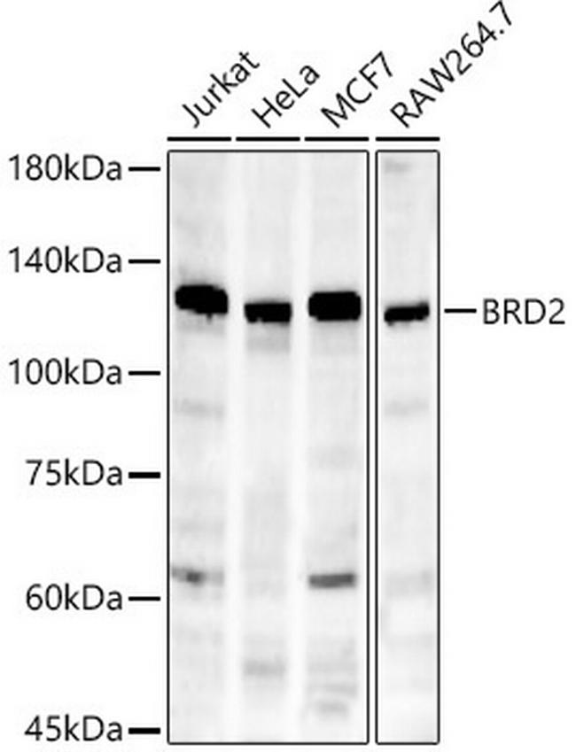 BRD2 Antibody in Western Blot (WB)