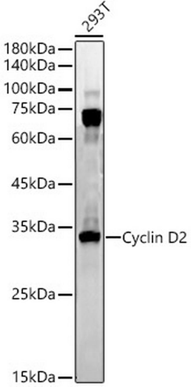 Cyclin D2 Antibody in Western Blot (WB)