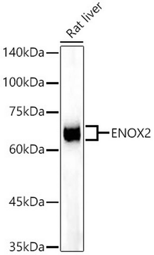 ENOX2 Antibody in Western Blot (WB)