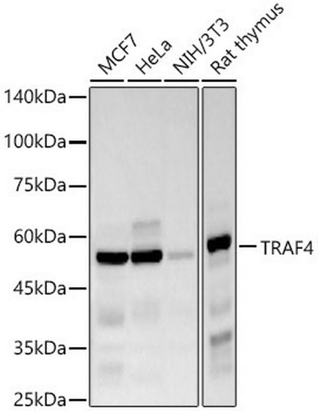 TRAF4 Antibody in Western Blot (WB)