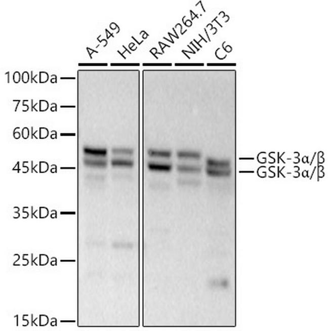 GSK3 alpha/beta Antibody in Western Blot (WB)