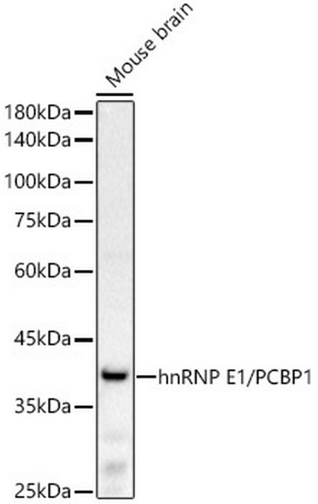 PCBP1 Antibody in Western Blot (WB)