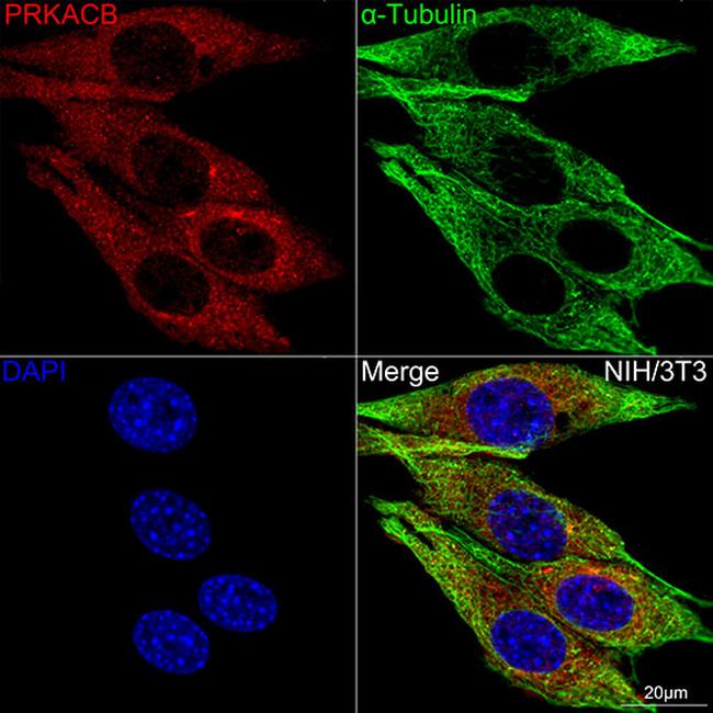 PKA beta Antibody in Immunocytochemistry (ICC/IF)