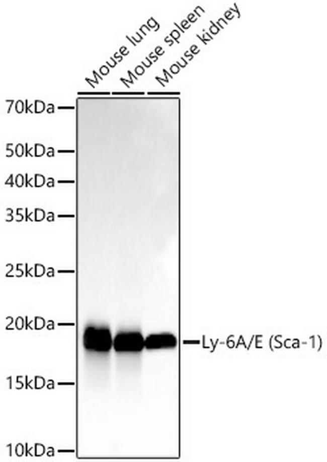 Ly-6A/E Antibody in Western Blot (WB)