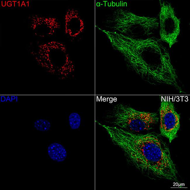 UGT1A1 Antibody in Immunocytochemistry (ICC/IF)