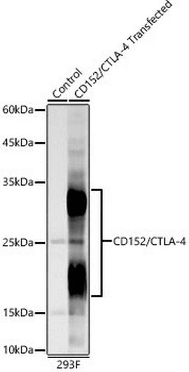 CTLA-4 Antibody in Western Blot (WB)