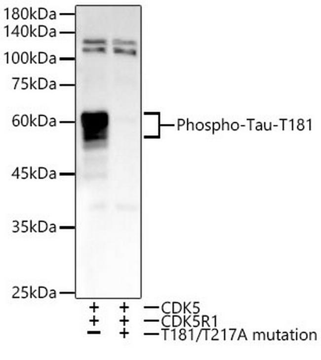 Phospho-Tau (Thr181) Antibody in Western Blot (WB)