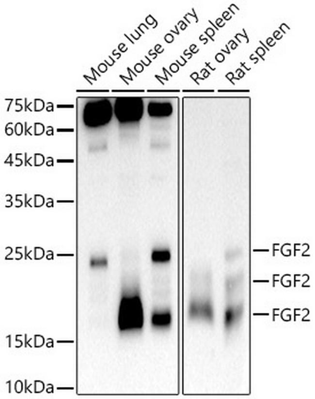 FGF2 Antibody in Western Blot (WB)