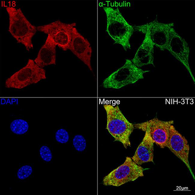 IL-18 Antibody in Immunocytochemistry (ICC/IF)