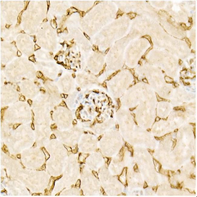 Endomucin Antibody in Immunohistochemistry (Paraffin) (IHC (P))