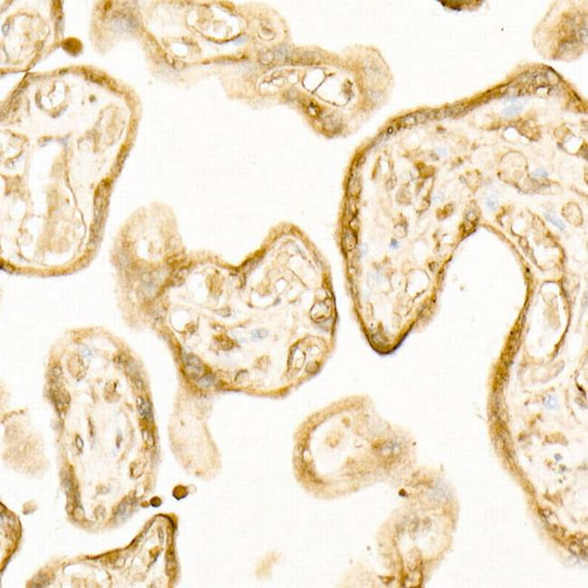 ATP6AP1 Antibody in Immunohistochemistry (Paraffin) (IHC (P))