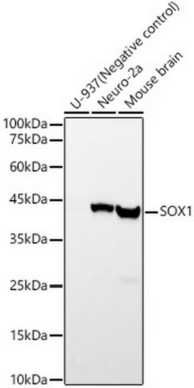 SOX1 Antibody in Western Blot (WB)