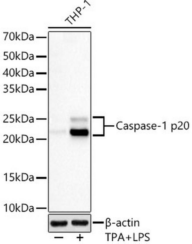 Caspase 1 p20 Antibody in Western Blot (WB)