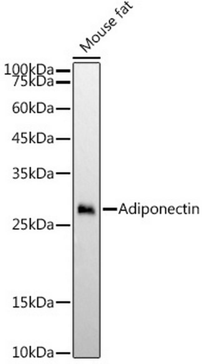 Adiponectin Antibody in Western Blot (WB)