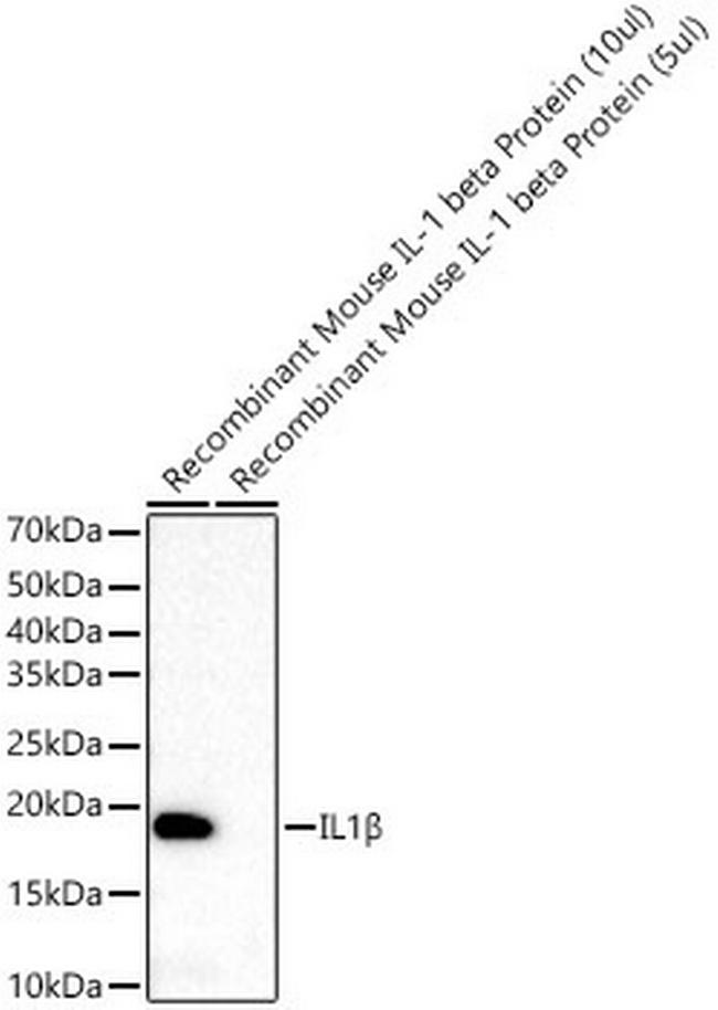 IL-1 beta Antibody in Western Blot (WB)