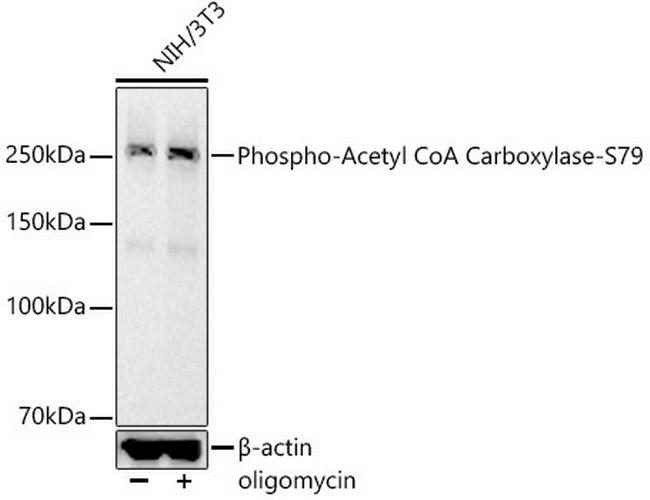 Phospho-Acetyl-CoA Carboxylase (Ser79) Antibody in Western Blot (WB)