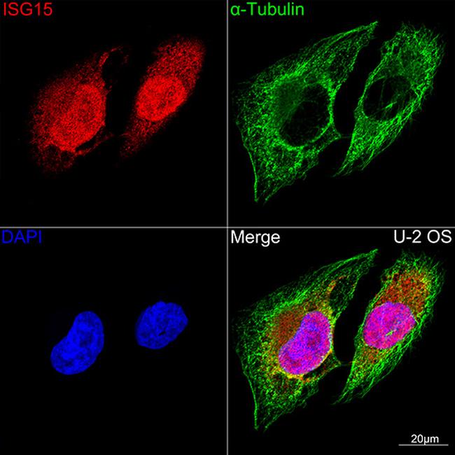 ISG15 Antibody in Immunocytochemistry (ICC/IF)